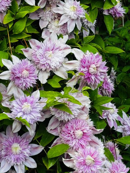 铁线莲耐寒吗，铁线莲耐寒区是怎样划分的-第4张图片-优品飞百科