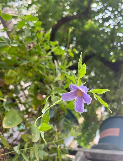 铁线莲耐寒吗，铁线莲耐寒区是怎样划分的-第5张图片-优品飞百科