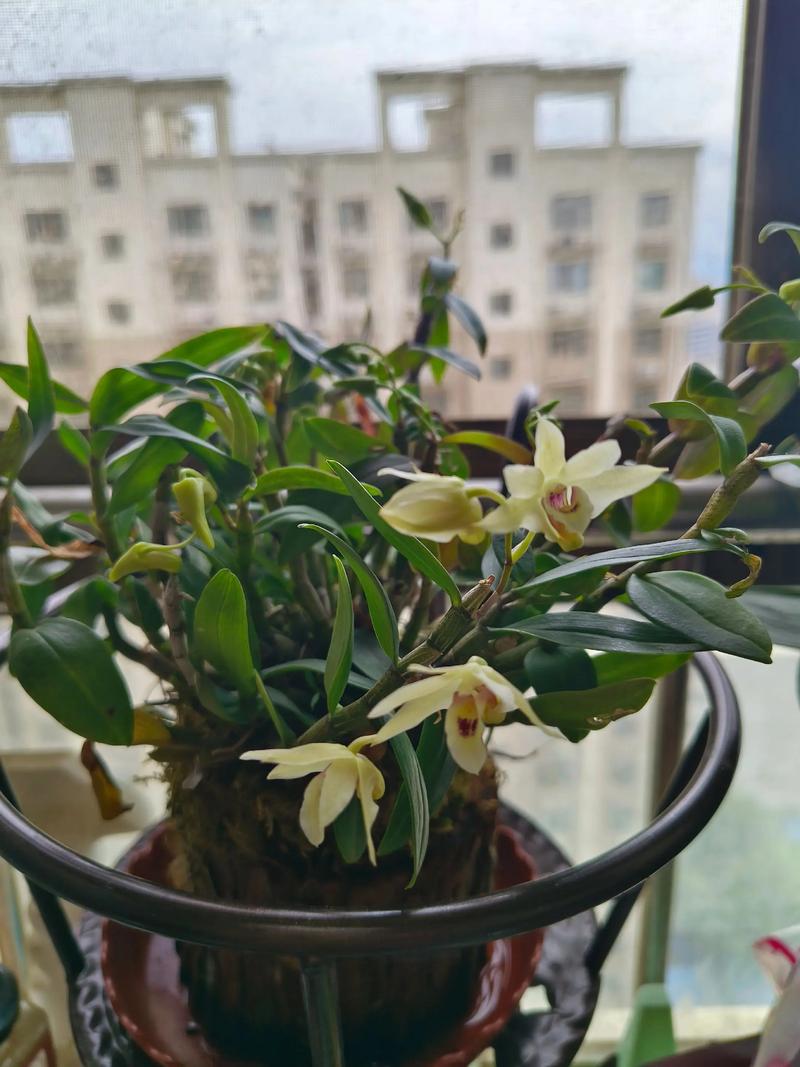 铁皮石斛养多久才开花，铁皮石斛多长时间开花