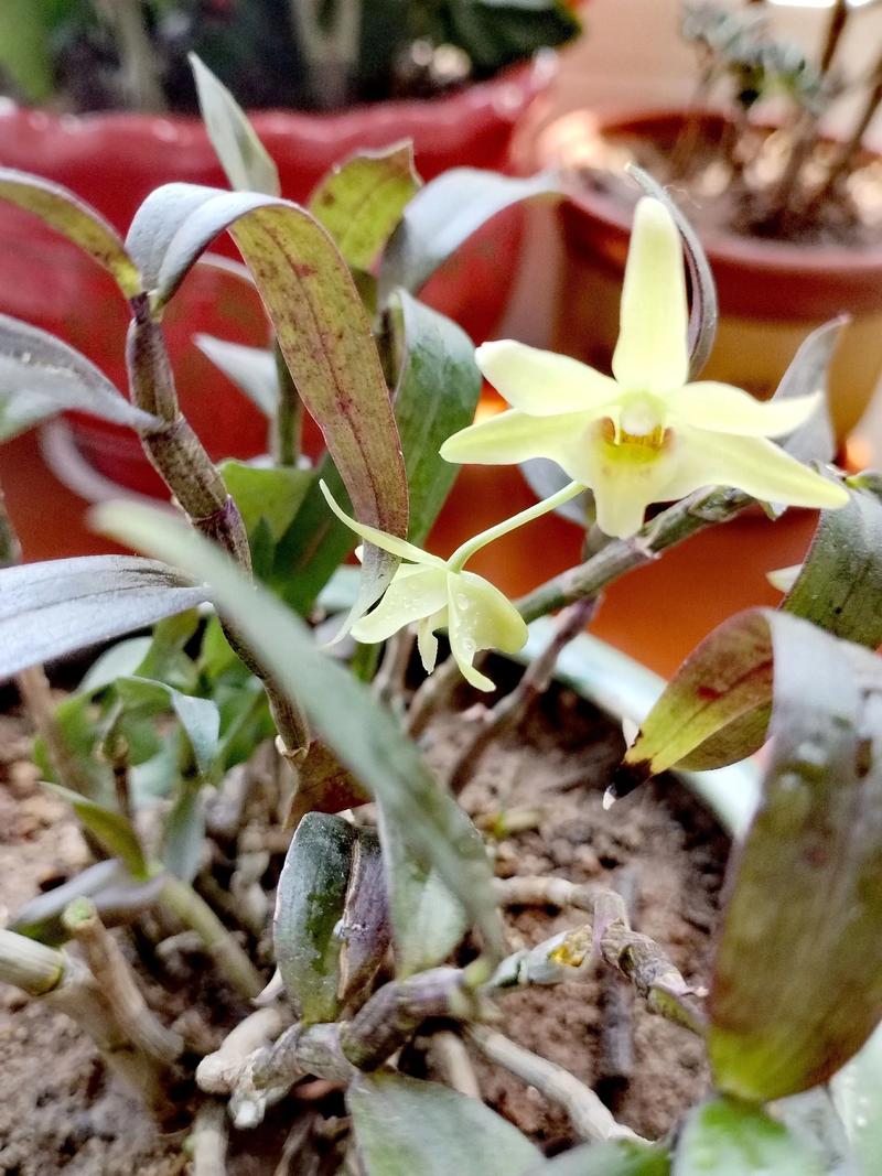 铁皮石斛养多久才开花，铁皮石斛多长时间开花-第2张图片-优品飞百科