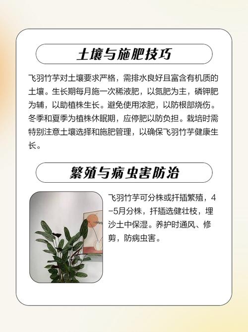 新飞羽竹芋竹芋种植方法，新飞羽竹芋能净化空气吗?？