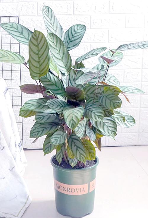 新飞羽竹芋竹芋种植方法，新飞羽竹芋能净化空气吗?？-第2张图片-优品飞百科