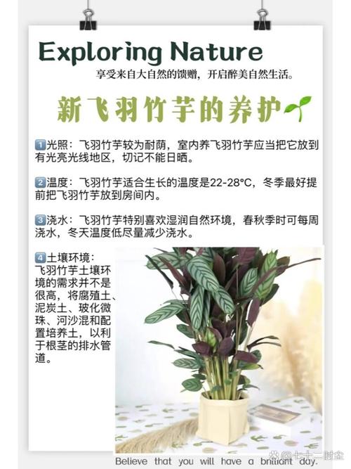 新飞羽竹芋竹芋种植方法，新飞羽竹芋能净化空气吗?？-第3张图片-优品飞百科