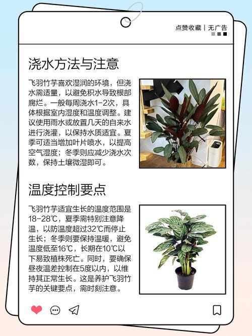 新飞羽竹芋竹芋种植方法，新飞羽竹芋能净化空气吗?？-第4张图片-优品飞百科