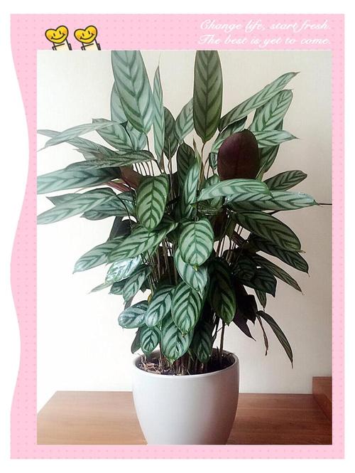 新飞羽竹芋竹芋种植方法，新飞羽竹芋能净化空气吗?？-第5张图片-优品飞百科