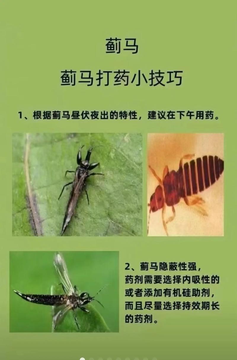 蓟马是什么，对人体有害吗，蓟马是什么?？-第1张图片-优品飞百科