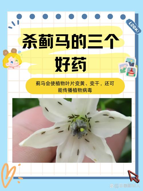 蓟马是什么，对人体有害吗，蓟马是什么?？-第2张图片-优品飞百科