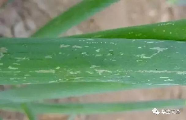 蓟马是什么，对人体有害吗，蓟马是什么?？-第4张图片-优品飞百科