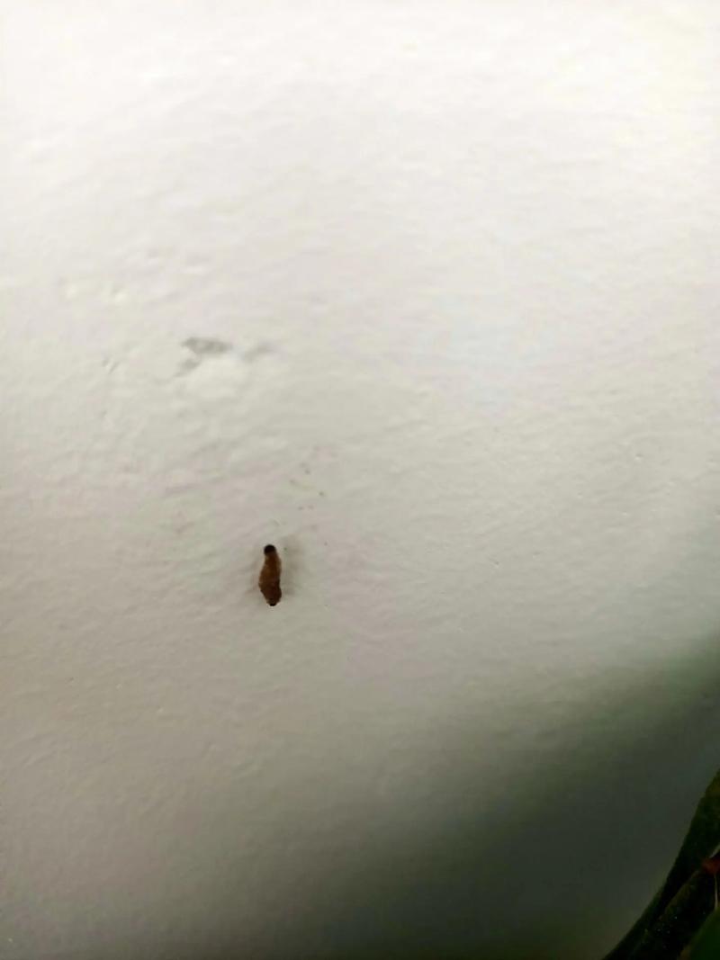 蓟马是什么，对人体有害吗，蓟马是什么?？-第6张图片-优品飞百科