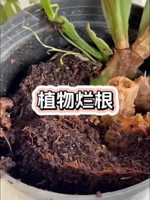 黄丽烂根原因及解决方法？黄丽烂根原因及解决方法是什么？