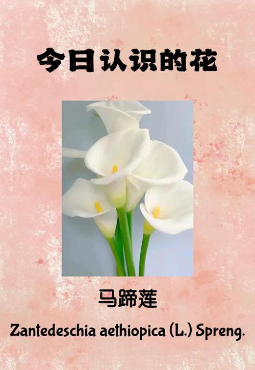 海芋花花语，海芋花的传说