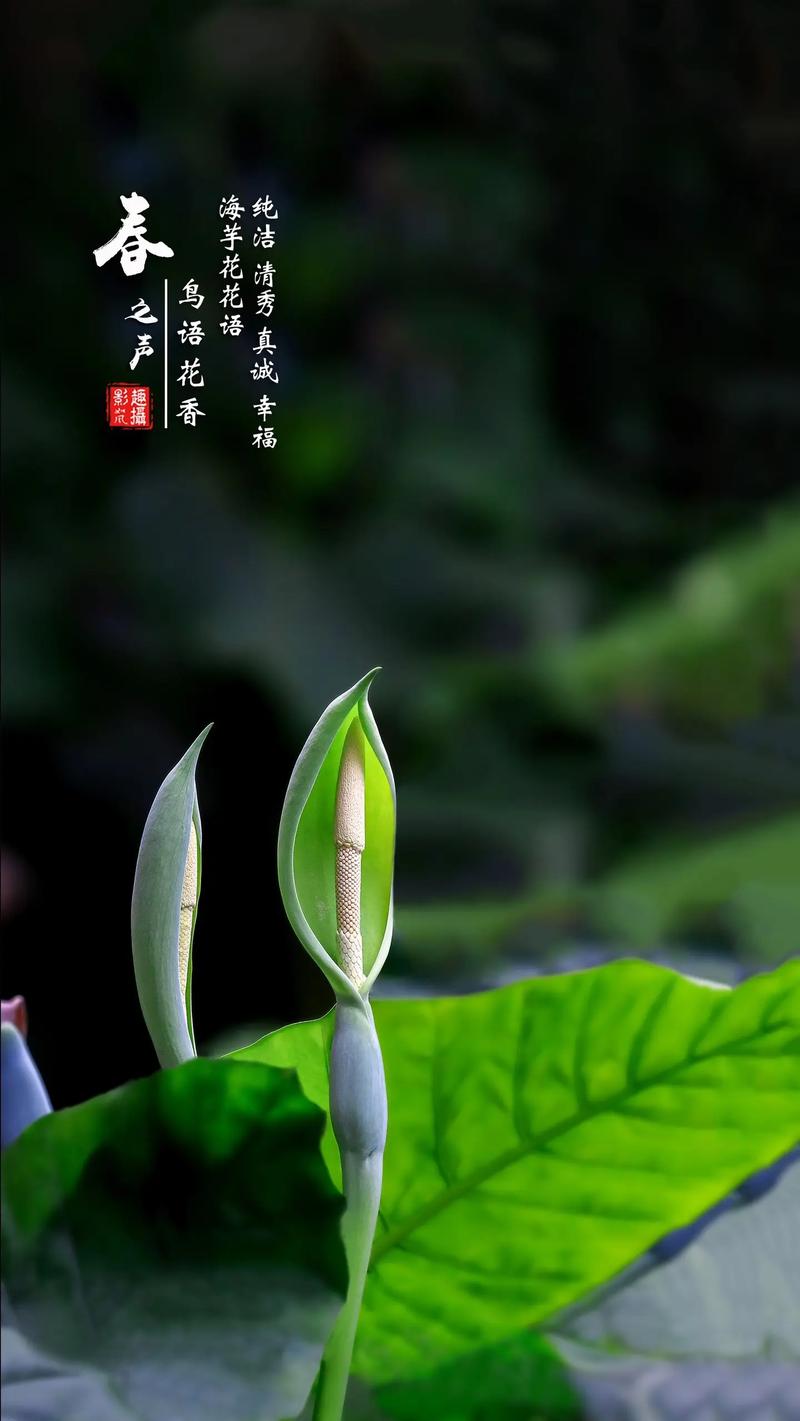 海芋花花语,海芋花的传说-第2张图片-优品飞百科 海芋花花语,海芋花的传说-第2张图片-优品飞百科