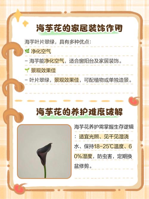 海芋花花语,海芋花的传说-第3张图片-优品飞百科 海芋花花语,海芋花的传说-第3张图片-优品飞百科