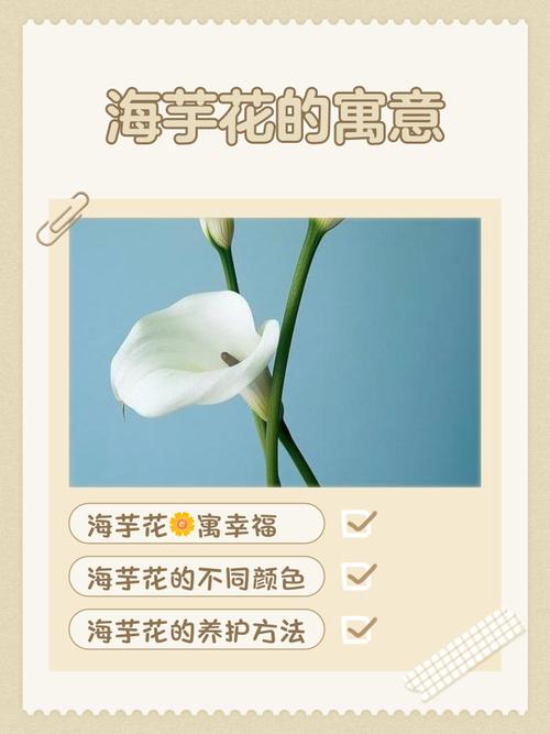 海芋花花语,海芋花的传说-第5张图片-优品飞百科 海芋花花语,海芋花的传说-第5张图片-优品飞百科