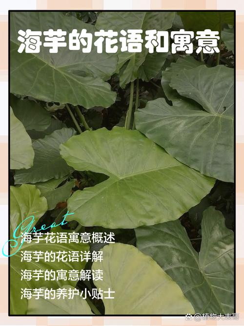 海芋花花语,海芋花的传说-第6张图片-优品飞百科 海芋花花语,海芋花的传说-第6张图片-优品飞百科