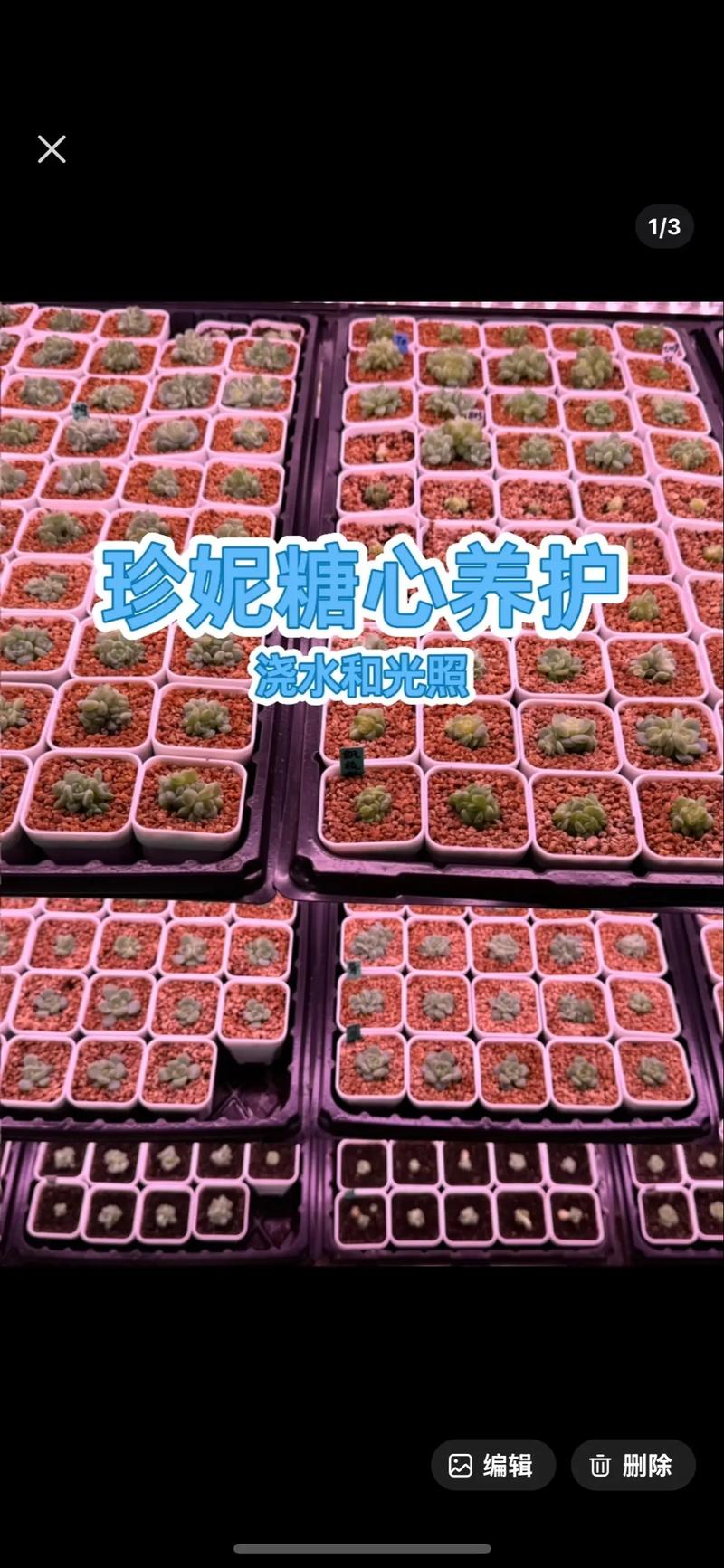 女雏的养殖方法和注意事项，女雏养护？