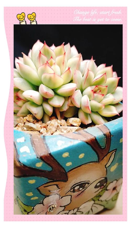 女雏的养殖方法和注意事项,女雏养护?-第2张图片-优品飞百科 女雏的养殖方法和注意事项,女雏养护?-第2张图片-优品飞百科