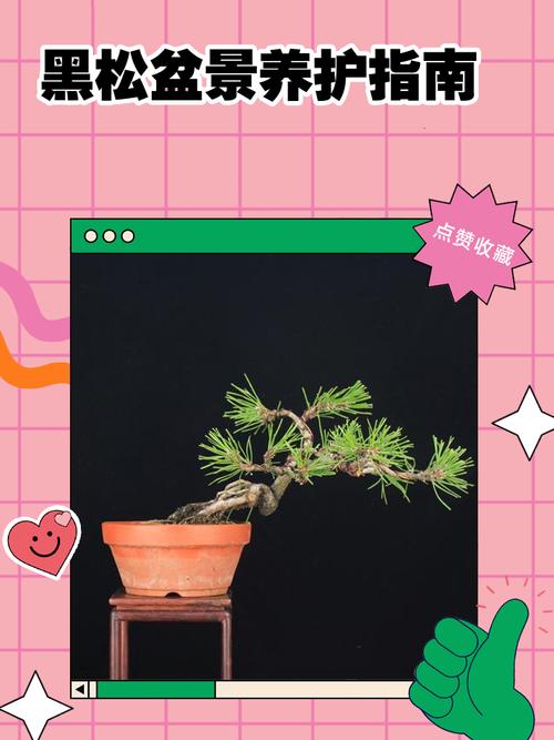 黑松的养殖方法和注意事项，黑松怎么养殖方法？