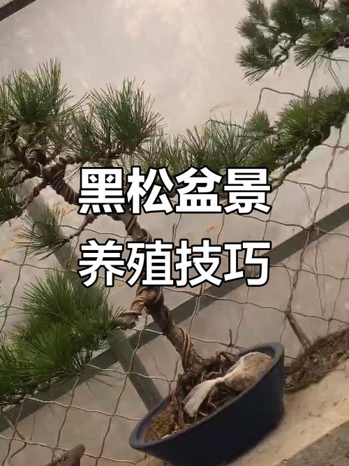 黑松的养殖方法和注意事项,黑松怎么养殖方法?-第2张图片-优品飞百科 黑松的养殖方法和注意事项,黑松怎么养殖方法?-第2张图片-优品飞百科