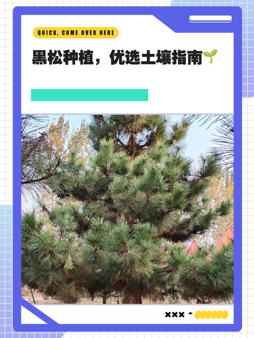 黑松的养殖方法和注意事项,黑松怎么养殖方法?-第3张图片-优品飞百科 黑松的养殖方法和注意事项,黑松怎么养殖方法?-第3张图片-优品飞百科