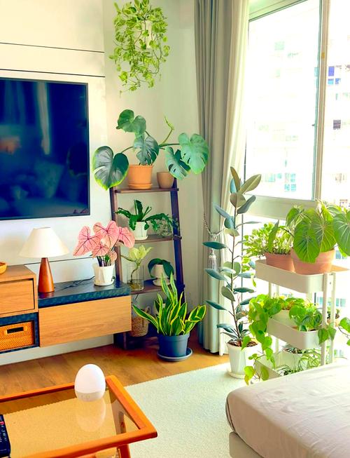 室内盆花如何摆放，室内盆栽怎么摆放？-第2张图片-优品飞百科