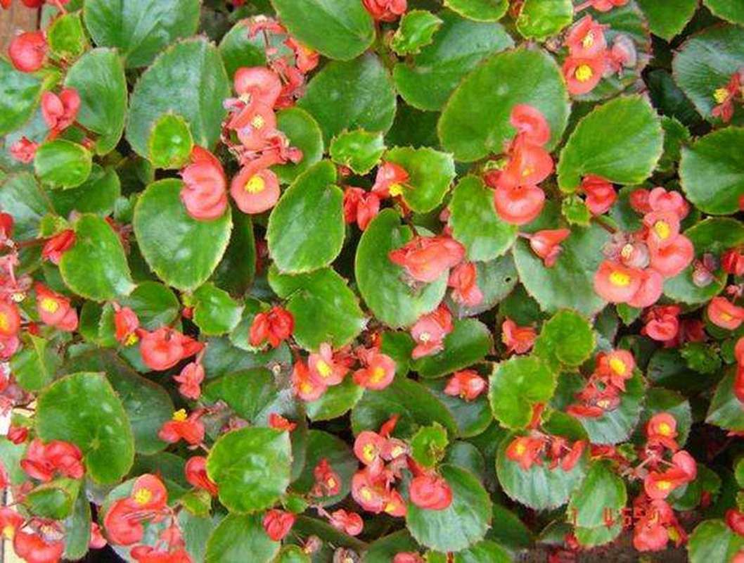 室内盆花如何摆放，室内盆栽怎么摆放？-第3张图片-优品飞百科