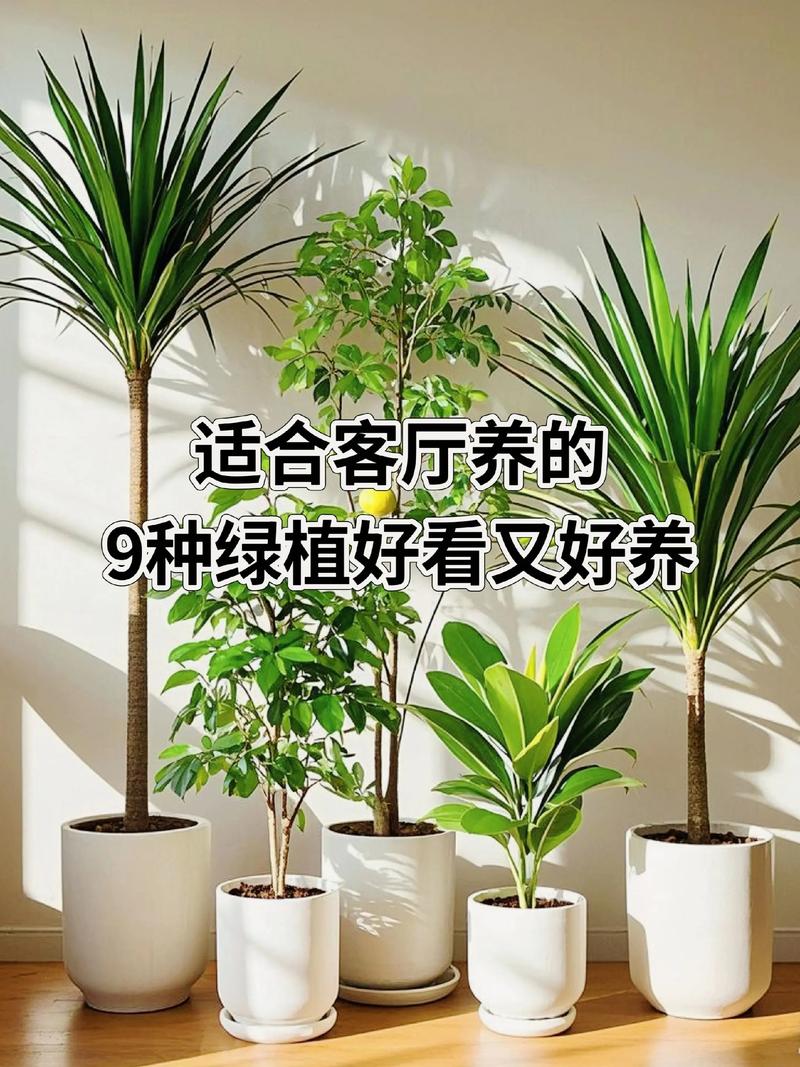 室内盆花如何摆放，室内盆栽怎么摆放？-第4张图片-优品飞百科