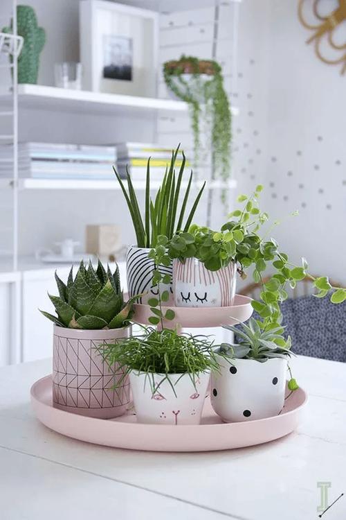 室内盆花如何摆放，室内盆栽怎么摆放？-第6张图片-优品飞百科