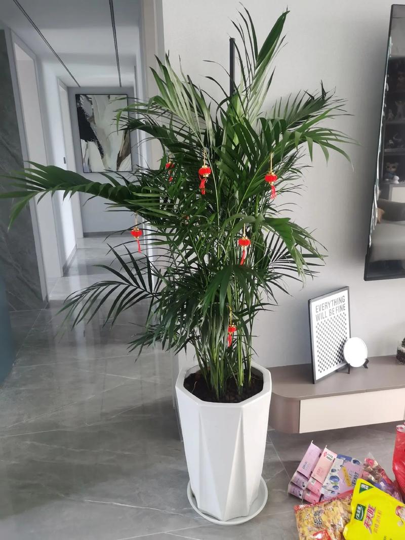 室内盆花如何摆放，室内盆栽怎么摆放？-第7张图片-优品飞百科