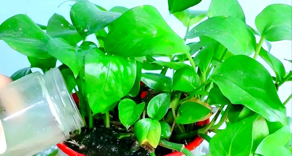 给花浇点废水，ro废水浇花