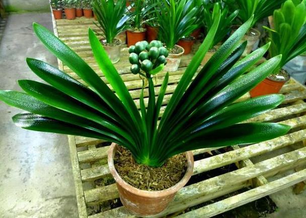 给花浇点废水,ro废水浇花-第2张图片-优品飞百科 给花浇点废水,ro废水浇花-第2张图片-优品飞百科