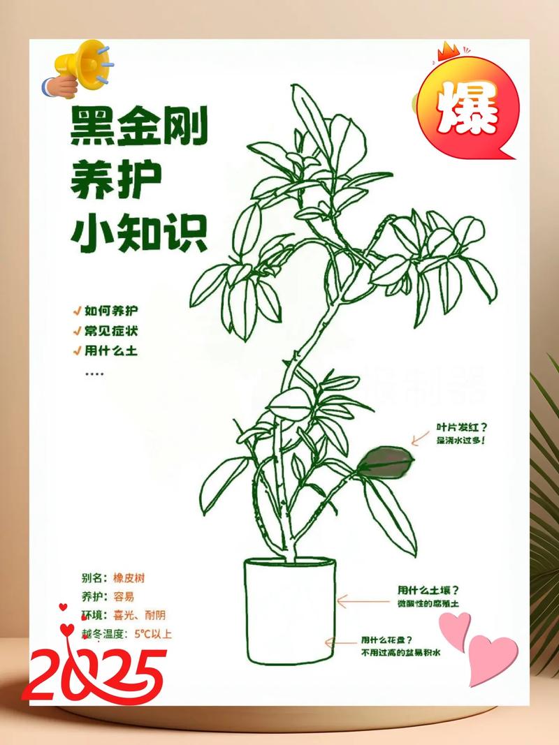 印度橡胶树的养殖方法？印度橡皮树怎么养？