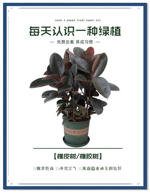 印度橡胶树的养殖方法？印度橡皮树怎么养？-第2张图片-优品飞百科