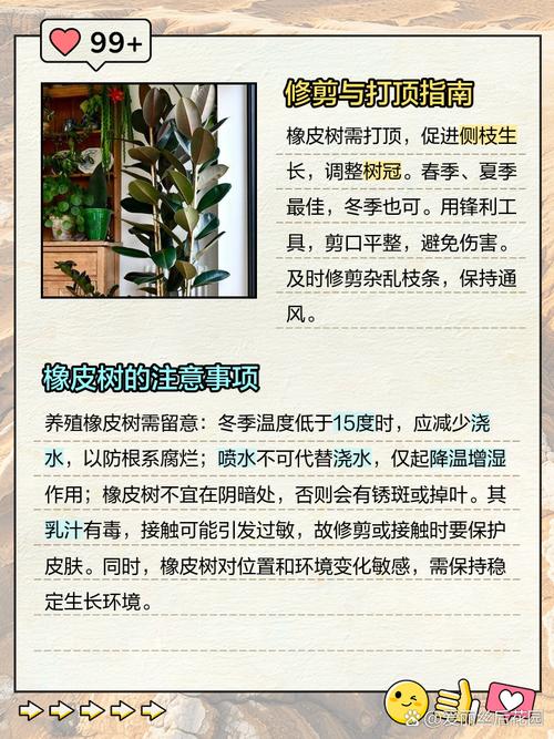 印度橡胶树的养殖方法？印度橡皮树怎么养？-第3张图片-优品飞百科