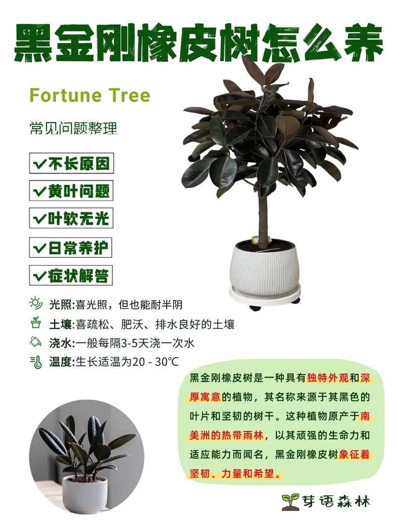 印度橡胶树的养殖方法？印度橡皮树怎么养？-第4张图片-优品飞百科