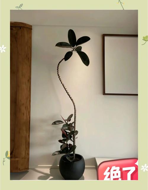 印度橡胶树的养殖方法？印度橡皮树怎么养？-第5张图片-优品飞百科