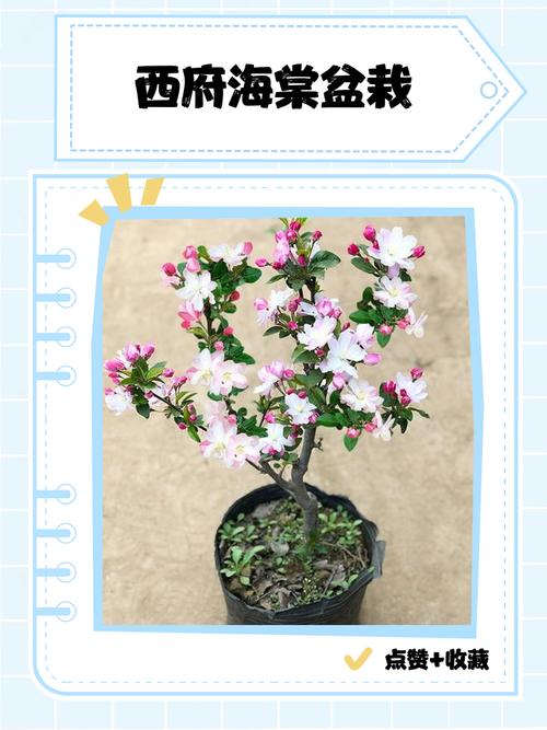 西府海棠的养殖方法和注意事项，西府海棠种植方法和注意事项？