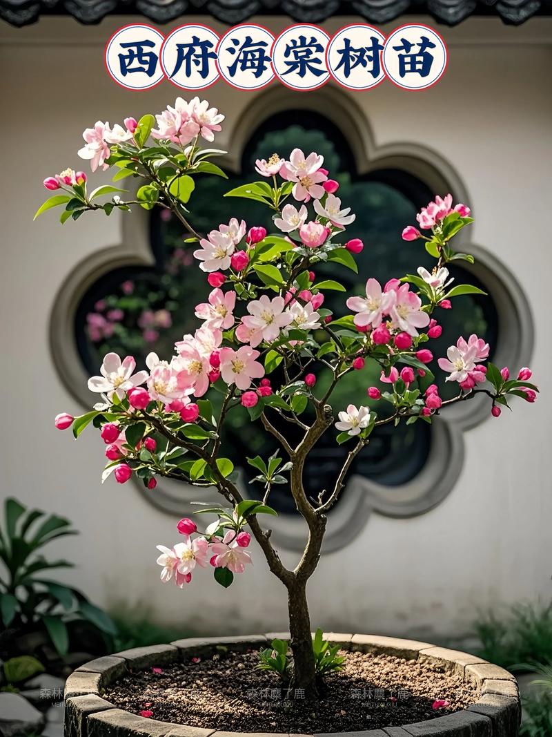 西府海棠的养殖方法和注意事项，西府海棠种植方法和注意事项？-第3张图片-优品飞百科