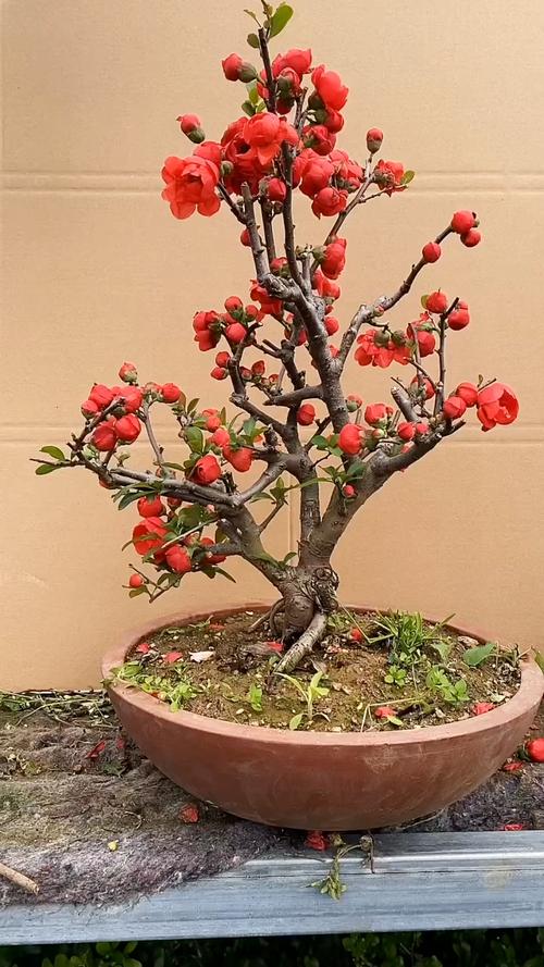 四季海棠常见的品种有哪些，四季海棠有哪些种类？-第1张图片-优品飞百科