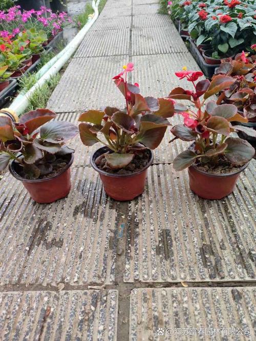 四季海棠常见的品种有哪些，四季海棠有哪些种类？-第3张图片-优品飞百科