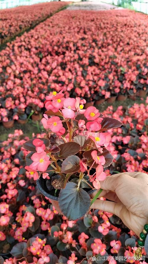 四季海棠常见的品种有哪些，四季海棠有哪些种类？-第4张图片-优品飞百科