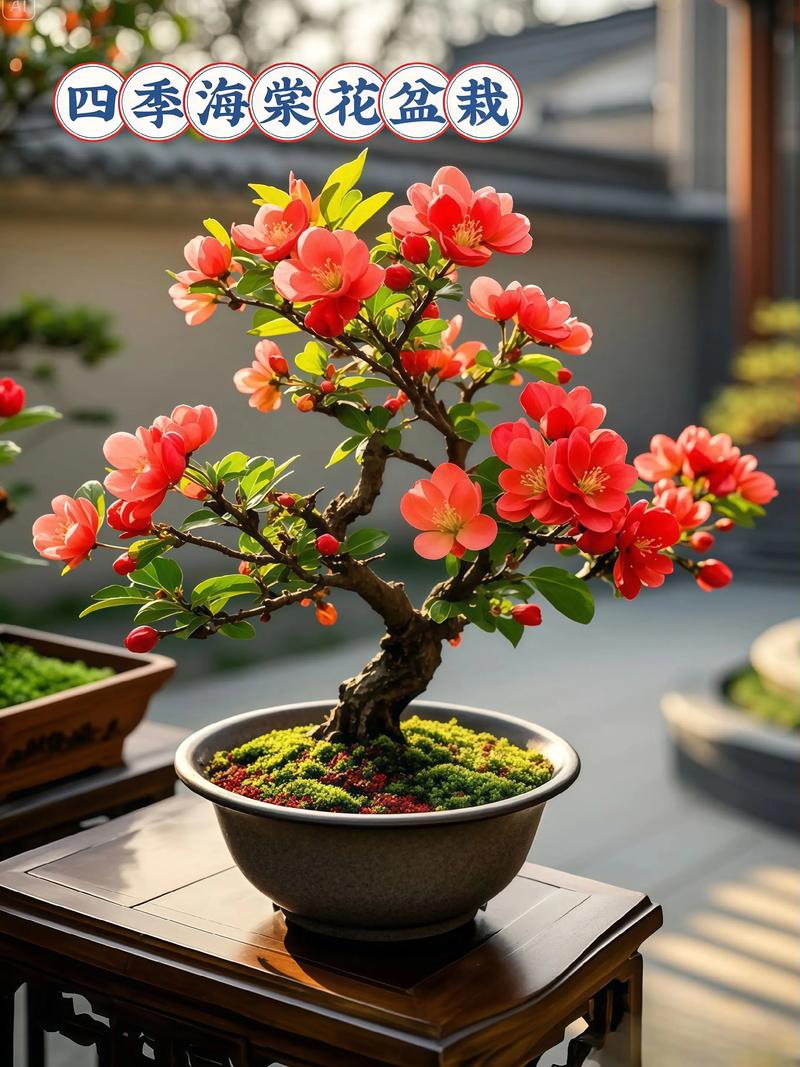 四季海棠常见的品种有哪些，四季海棠有哪些种类？-第5张图片-优品飞百科