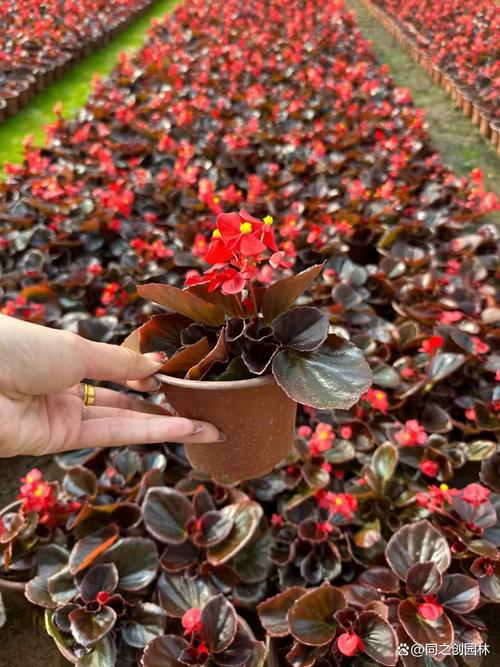 四季海棠常见的品种有哪些，四季海棠有哪些种类？-第6张图片-优品飞百科