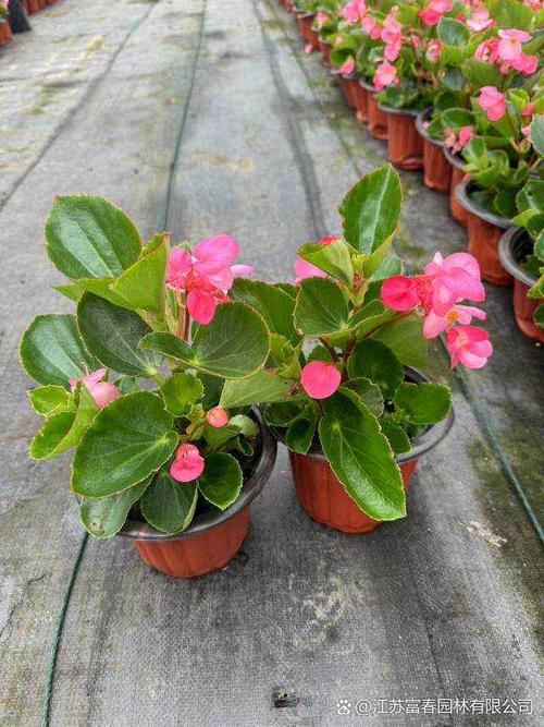 四季海棠常见的品种有哪些，四季海棠有哪些种类？-第7张图片-优品飞百科
