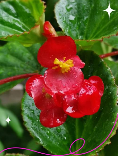 四季海棠常见的品种有哪些，四季海棠有哪些种类？-第8张图片-优品飞百科