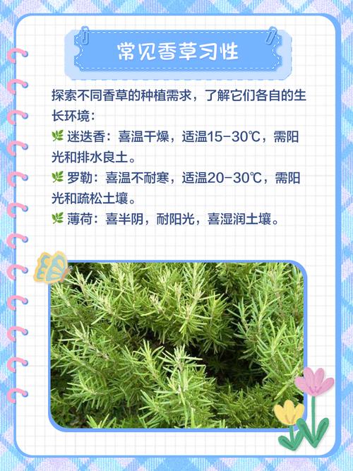 意大利欧芹的养殖方法，欧芹和意大利欧芹的区别-第1张图片-优品飞百科