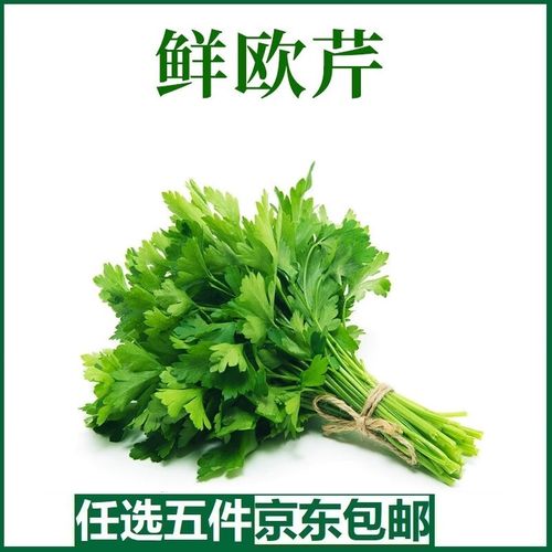 意大利欧芹的养殖方法，欧芹和意大利欧芹的区别-第2张图片-优品飞百科