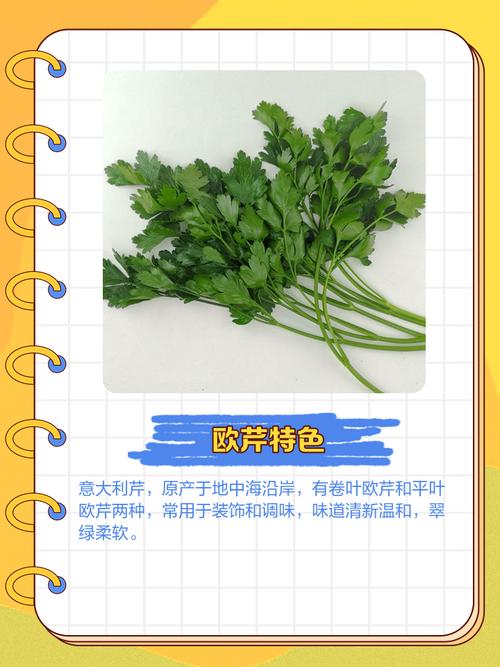 意大利欧芹的养殖方法，欧芹和意大利欧芹的区别-第3张图片-优品飞百科