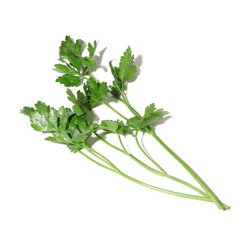 意大利欧芹的养殖方法，欧芹和意大利欧芹的区别-第4张图片-优品飞百科