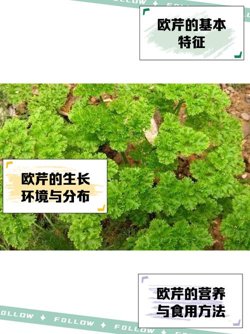 意大利欧芹的养殖方法，欧芹和意大利欧芹的区别-第5张图片-优品飞百科